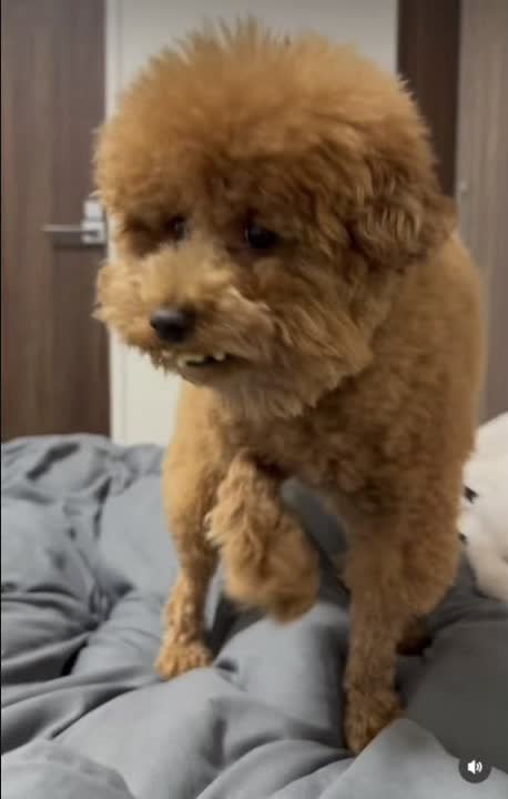 Small brown dog showing four tiny front teeth